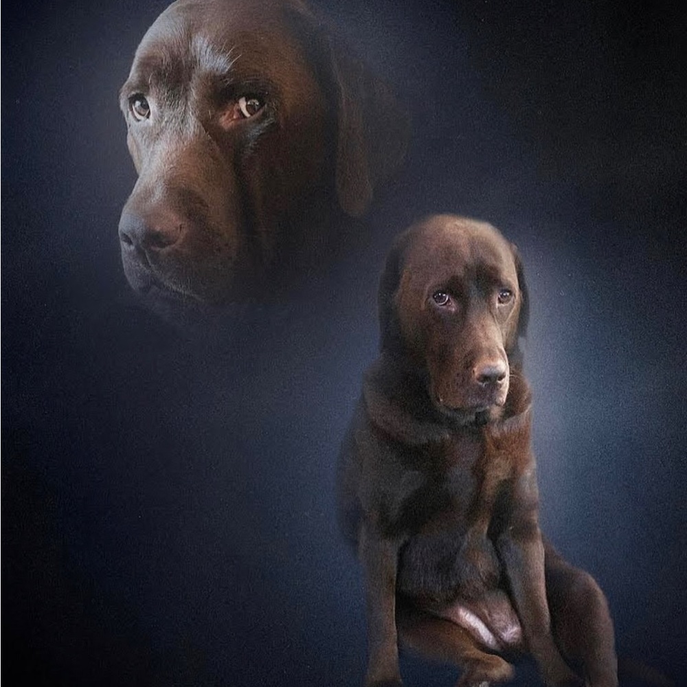 Meet your Posher, Tony